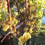 Weingut Lehnert-veit Gutshotel Hotel 3*