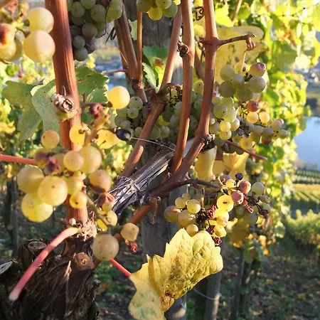 Weingut Lehnert-veit Gutshotel Otel 3*