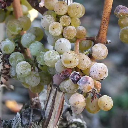 Weingut Lehnert-veit Gutshotel Hotell