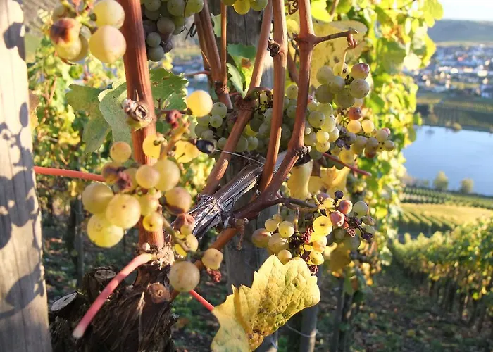 Weingut Lehnert-veit Gutshotel Hotel 3*