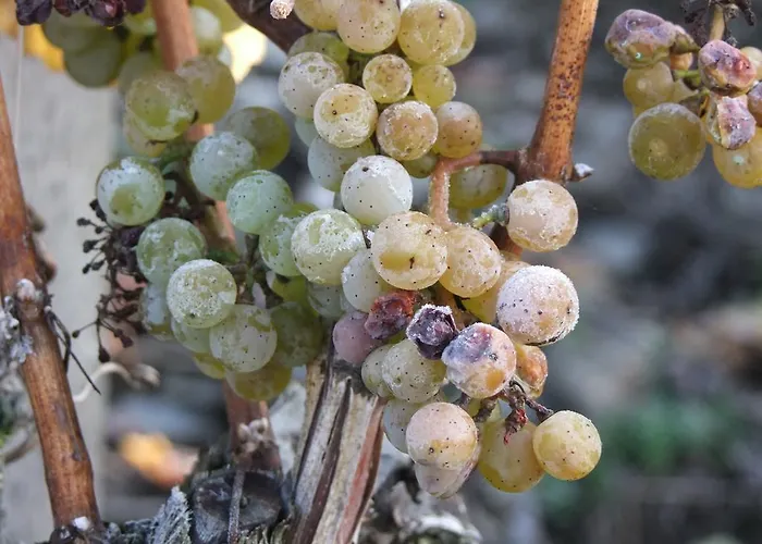 Weingut Lehnert-veit Gutshotel מלון